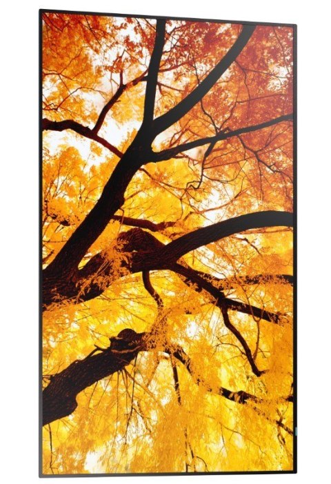 Monitor wielkoformatowy MultiSync M502 50 cali 550cd m2 24 7